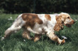 Cocker Spaniel courant à la campagne Cocker Spaniel courant à la campagne