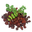 petit arbre sur tas de scories