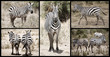 Details der Fotografie Zebra Collection