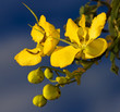 Cassia blooms from Malawi  with blue sky background