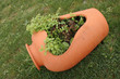 clay jar on green grass