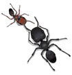 Topical view of two ants facing each other head to head.
