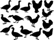 farm birds collection - vector farm birds collection - vector