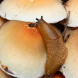 Limace sur un champignon