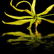 ylang-ylang sur fond noir ylang-ylang sur fond noir
