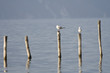 Mouettes Mouettes