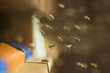 Honeybee hives (Apis mellifera)
