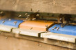 Honeybee hives (Apis mellifera)