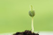 Sprout
