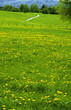 Dandelion meadow in spring, Bavaria, Germany