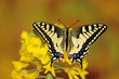 Swallowtail butterfly sitting on flower