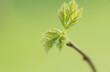 Maple sprout