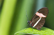 Photo: Postman butterfly (Heliconius erato), on leaf Postman butterfly (Heliconius erato), on leaf