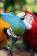 A couple of beautiful macaws A couple of beautiful macaws