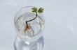 Maple seedling growing in glass, elevated view