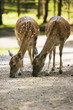 Deer, Capreolus capreolus