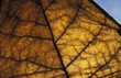 Tobacco leaf, Columbia