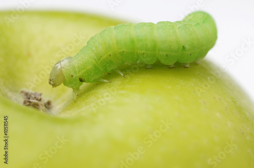 Photo: Worm on green apple, close-up Worm on green apple, close-up