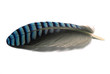 Jay bird feather, close-up
