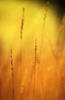 Blades of Grass