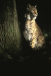 felis lynx