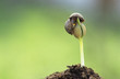 Sprout