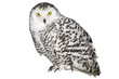 Germany, Hellenthal, Snowy Owl, close-up