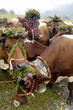 Austria, decorated cattle grazing in pasture