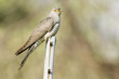 Cuckoo (Cuculus canorus), close-up