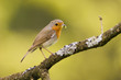 Robin perched on branch (Erithacus rubecula)