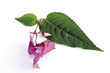 Himalayan Balsam (Impatiens glandulifera), close-up