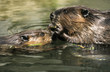 Beaver with pup, animal portrait