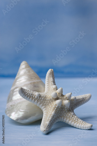 Sea Shells and Star Fish on Handpainted Blue Watercolor.