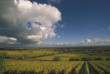 Vineyards, Weinstrasse, Pfalz, Germany