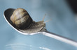 Snail on a spoon