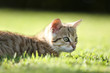 Little cat playing in the grass Little cat playing in the grass