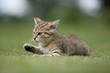 Little cat playing in the grass Little cat playing in the grass