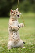 Little cat playing in the grass Little cat playing in the grass