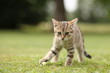 Little cat playing in the grass Little cat playing in the grass