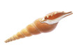 Sea shell,Tibia Martini