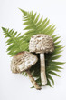 Parasol mushrooms, elevated view