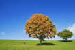 Germany, Bavaria, autumnal maple tree