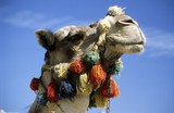 Photo: Side Profile Portrait of Camel (Side Profile Portrait of Camel In Full Head Dress, (Camelus dromedarius) Side Profile Portrait of Camel (Side Profile Portrait of Camel In Full Head Dress, (Camelus dromedarius)