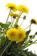 Dandelion (Taraxacum officinale), close-up