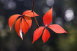 Autumn, Vrginia creeper