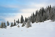 Winter mountine with pine and snow