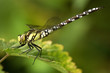 Dragonfly, Aeshna cyanae, on leaf, close-up