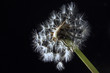 Dandelion seed head on black background (Taraxacum officinale), close-up