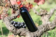 vin,vigne,bouteille,rouge,vignoble,vendange,wine,raisin vin,vigne,bouteille,rouge,vignoble,vendange,wine,raisin