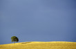 Italy, Toscana, tree and field